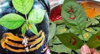 Why Green Glows On Shivratri: The Sacred Symbolism Behind The Color