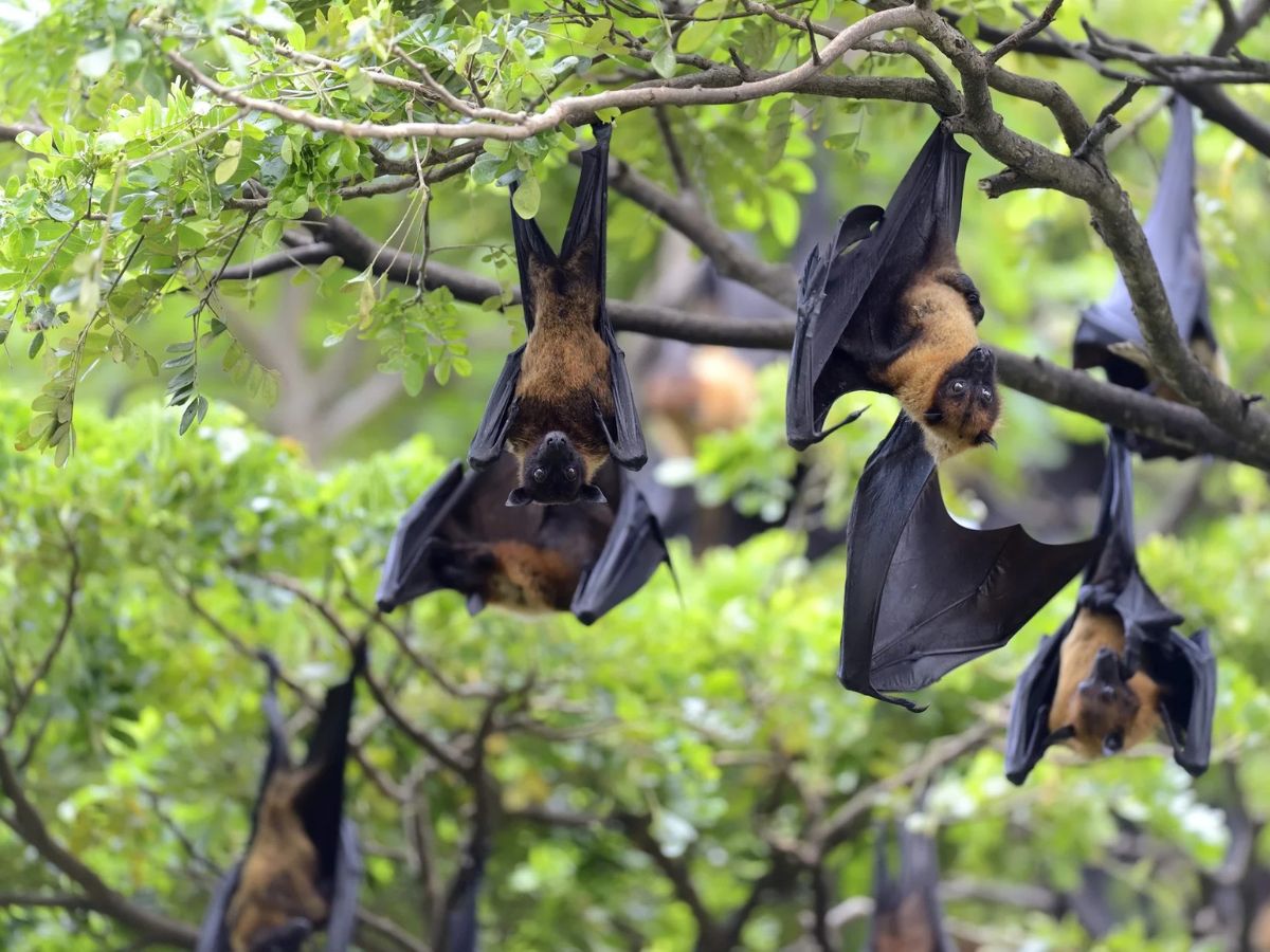Nipah Virus Infection