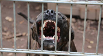 Mumbai: Dog Owner Booked After Pit Bull Attacks 11-Year-Old Boy