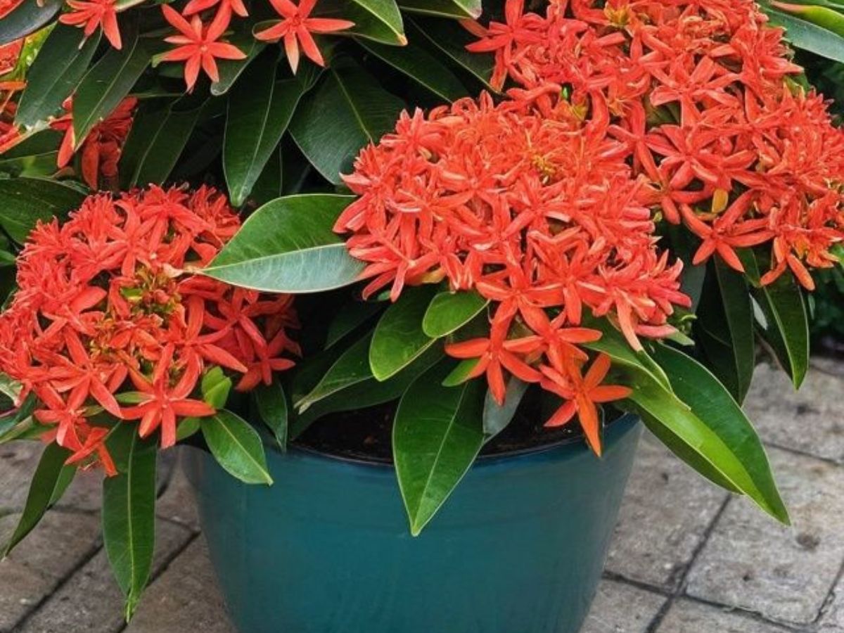 Ixora