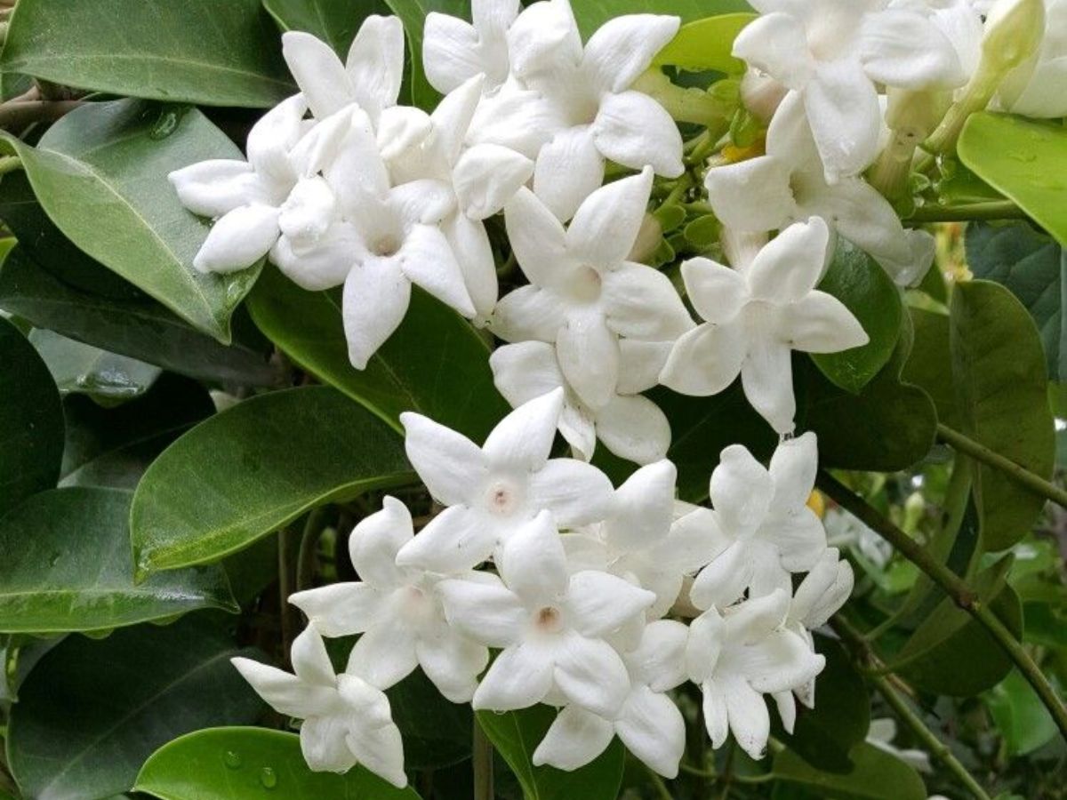 Jasmine