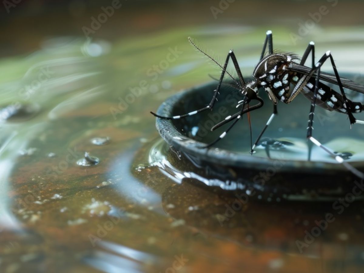 Mosquitoes breeding in stagnant water near plants during monsoon