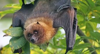Kerala On Nipah Alert After Second Death: Massive Contact Tracing Underway