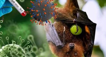 ‘Risk Of Nipah Virus From India Remains Low’: WHO Clarifies No Travel Or Trade Restrictions