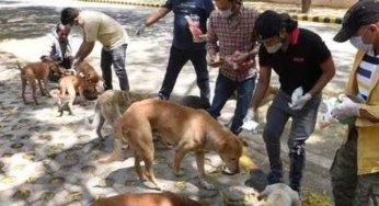 ‘Why Don’t You Feed Stray Dogs In Your House’: Supreme Court Slams Petitioner Over Feeding Strays