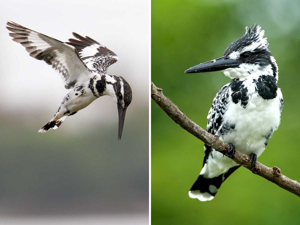 Pied Kingfisher