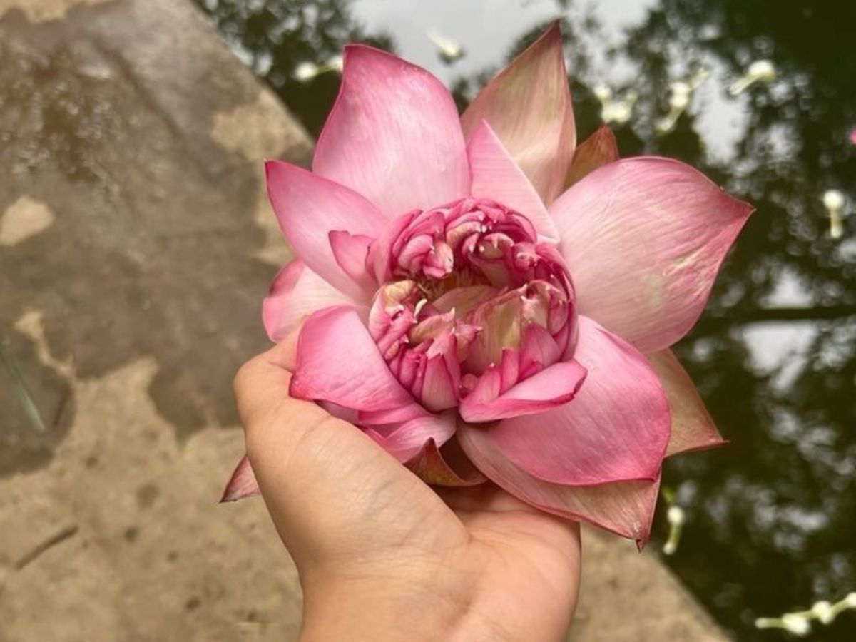 Lotus (Kamal)