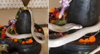 Chhattisgarh: Snake Slithers Onto Shivling During Sawan At Temple, Video Goes Viral