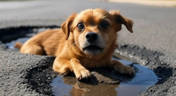 ‘Chicken, Eggs For Stray Dogs’: Bengaluru civic body calls for tenders