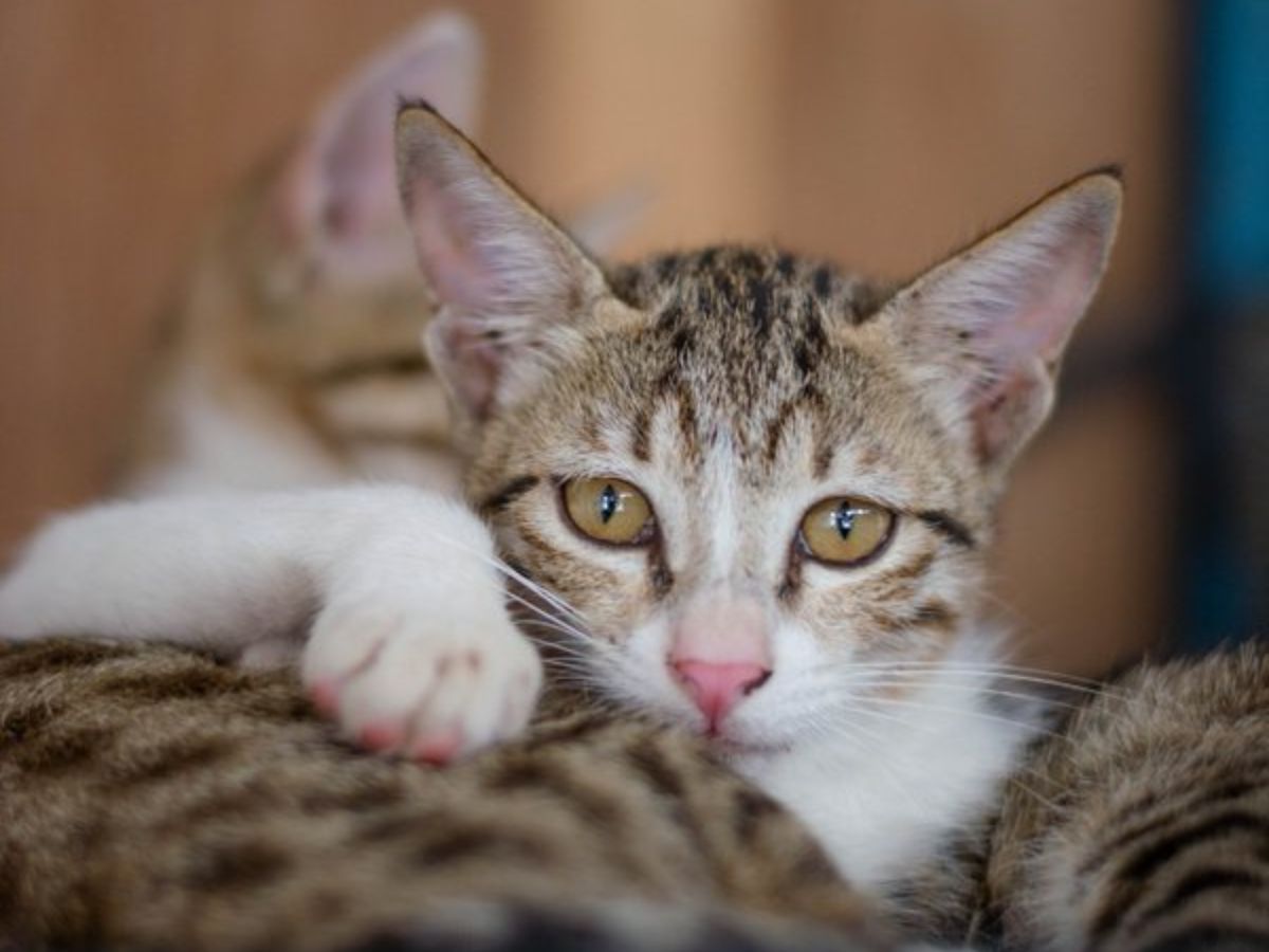 It's Their Choice, Not Confusion