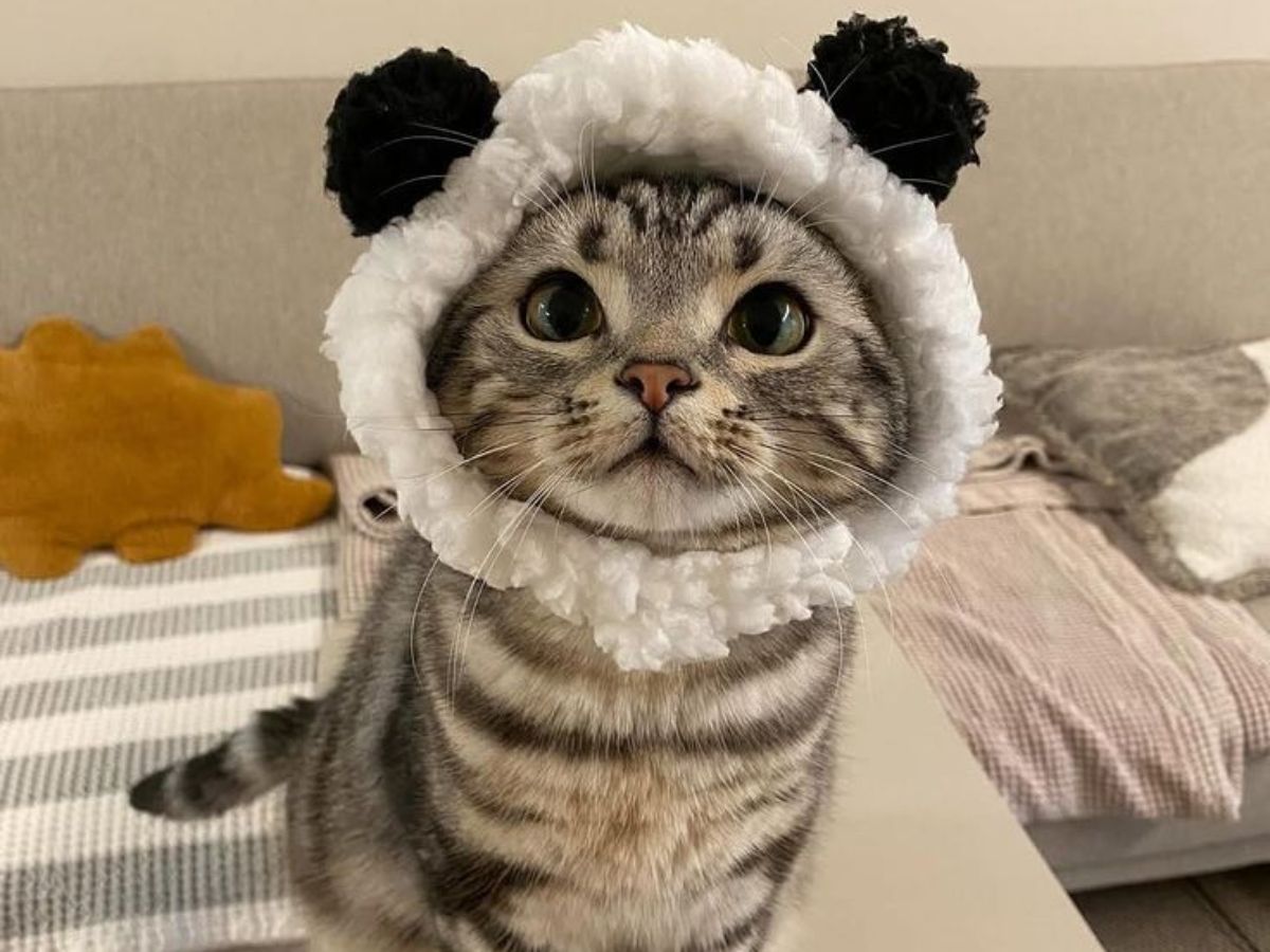 Cats Can Learn The Names Of Other Pets