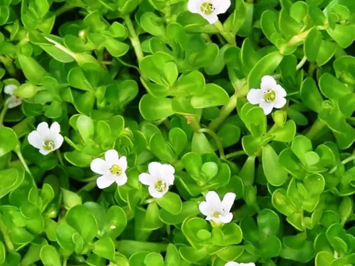 Brahmi - Calming the Cardiovascular System