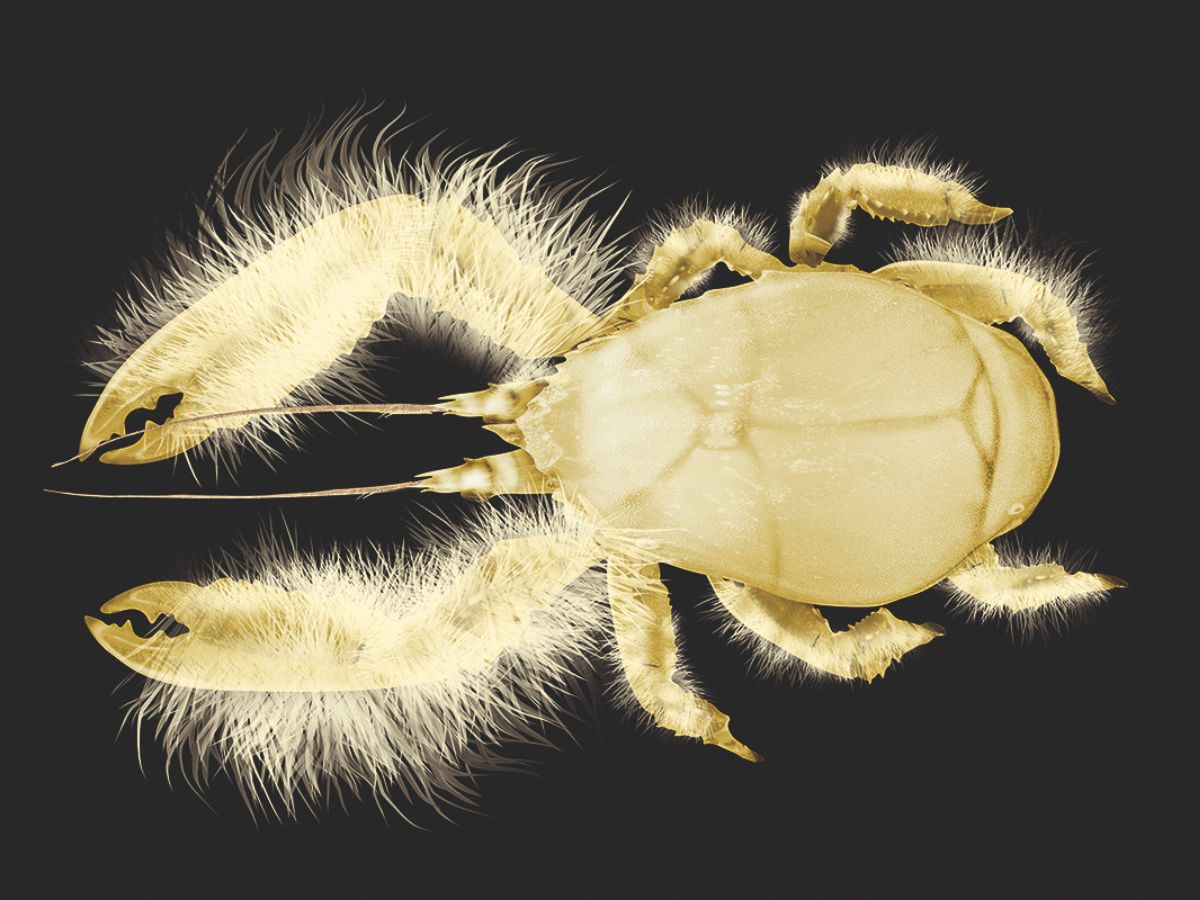 Yeti Crab