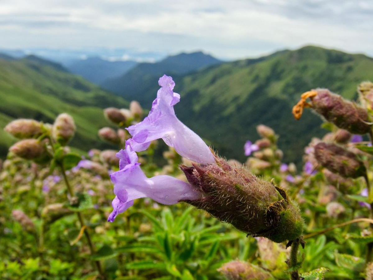 India is home to some of the rarest summer flowers on Earth.