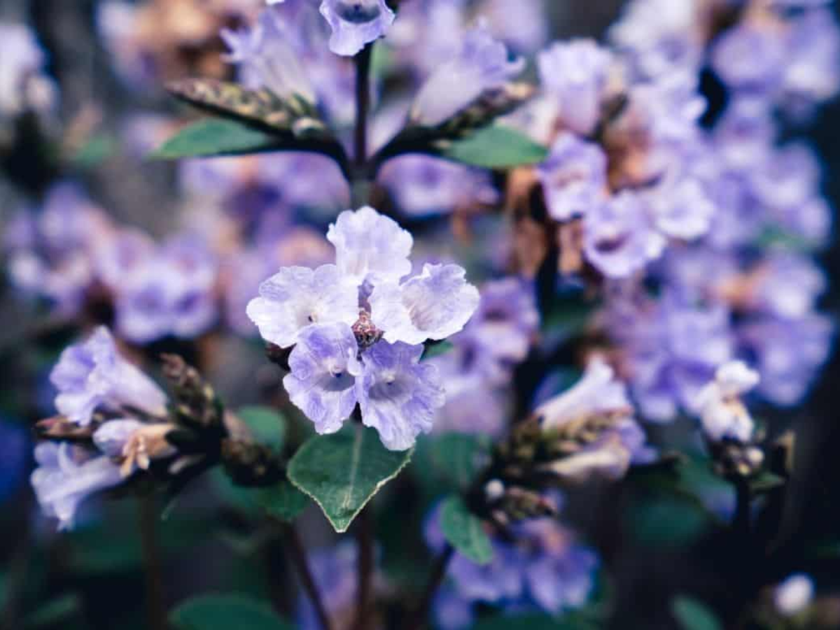Neelakurinji – The 12-Year Marvel