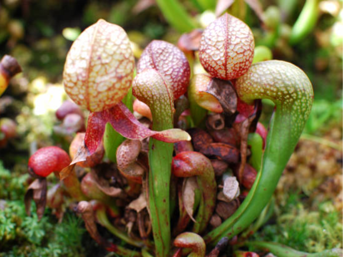 Cobra Lily – Nature’s Serpent