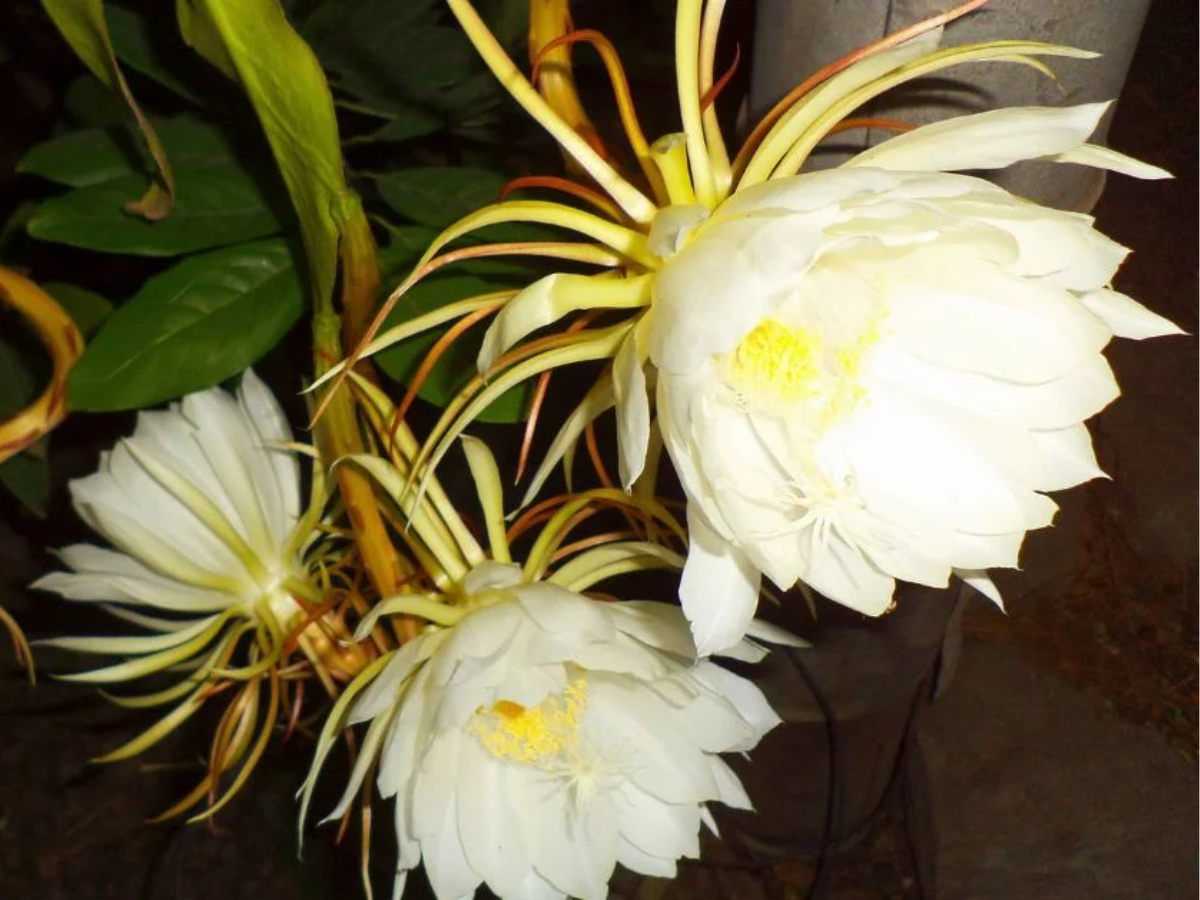 Brahma Kamal – The Sacred Night Bloom