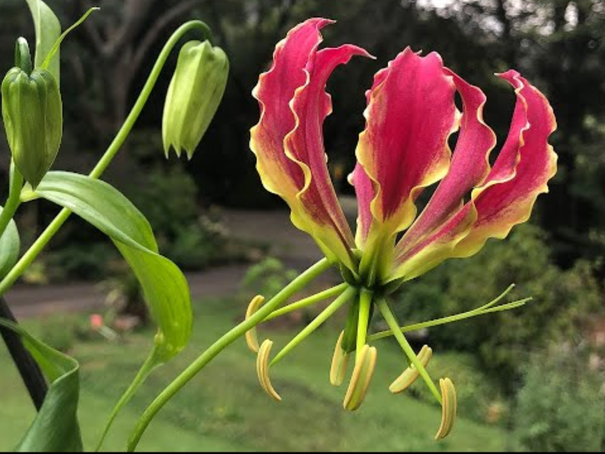 Flame Lily – The Climbing Jewel