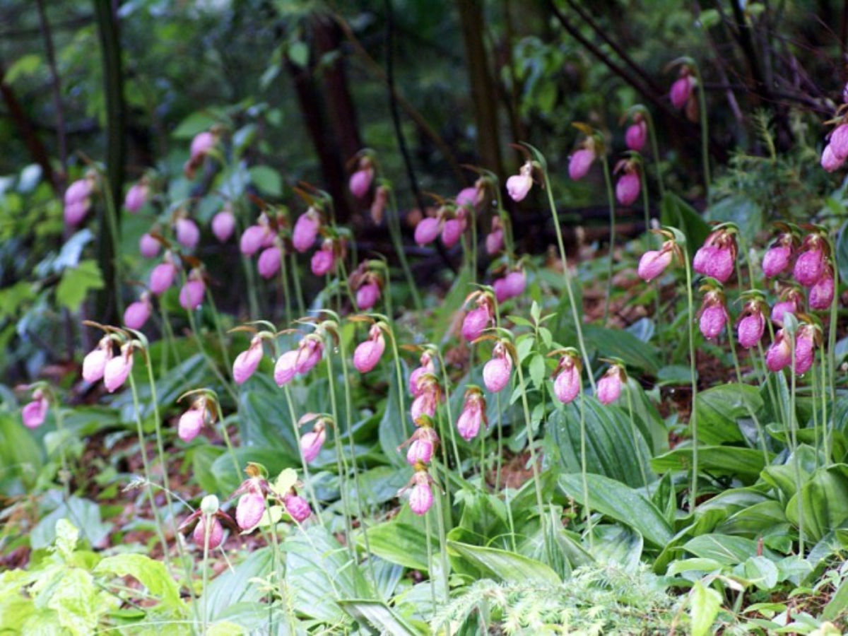 Lady’s Slipper Orchid – Forest’s Hidden Treasure