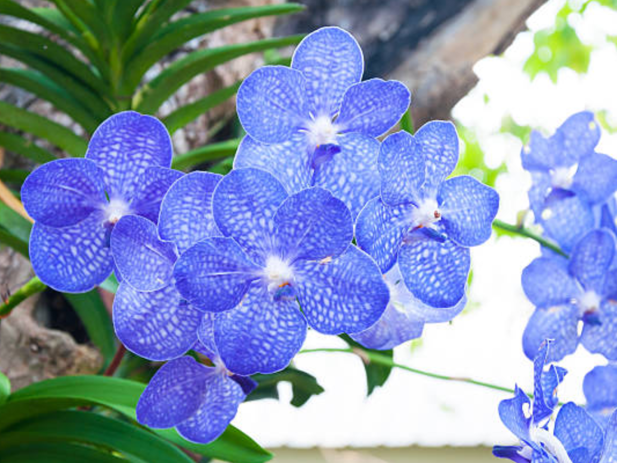 Blue Vanda – The Elusive Orchid