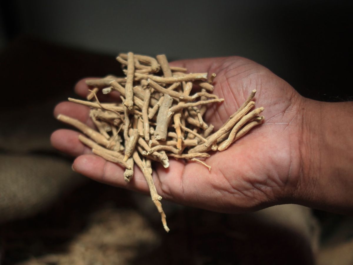 Supports Immune Function