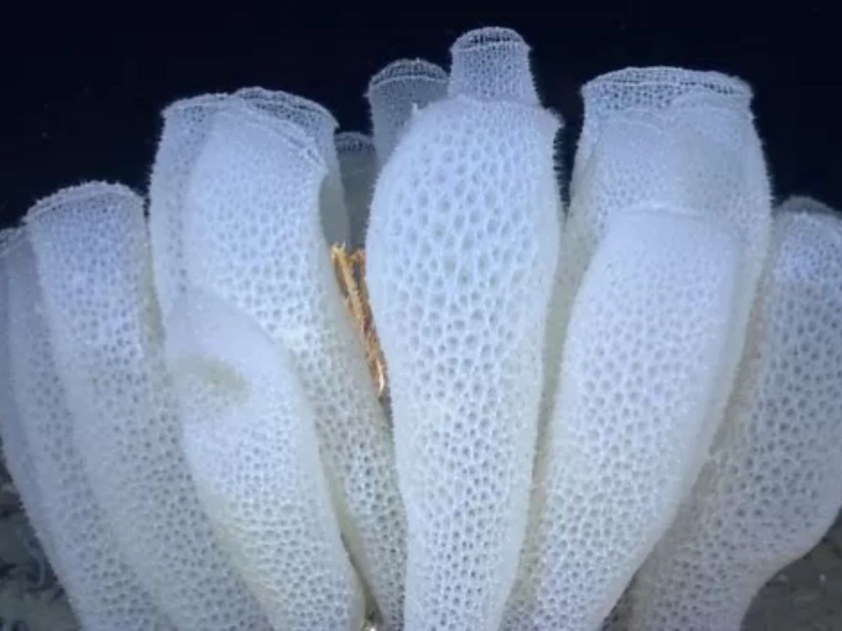 Leafcutter Ant Symbiont Fungus: Sponge