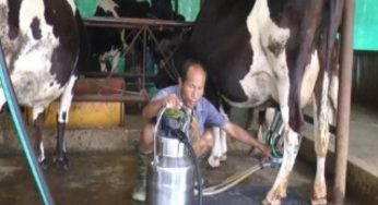 Rural India Could Face Economic Havoc If Dairy Sector Opens to US, Warns SBI