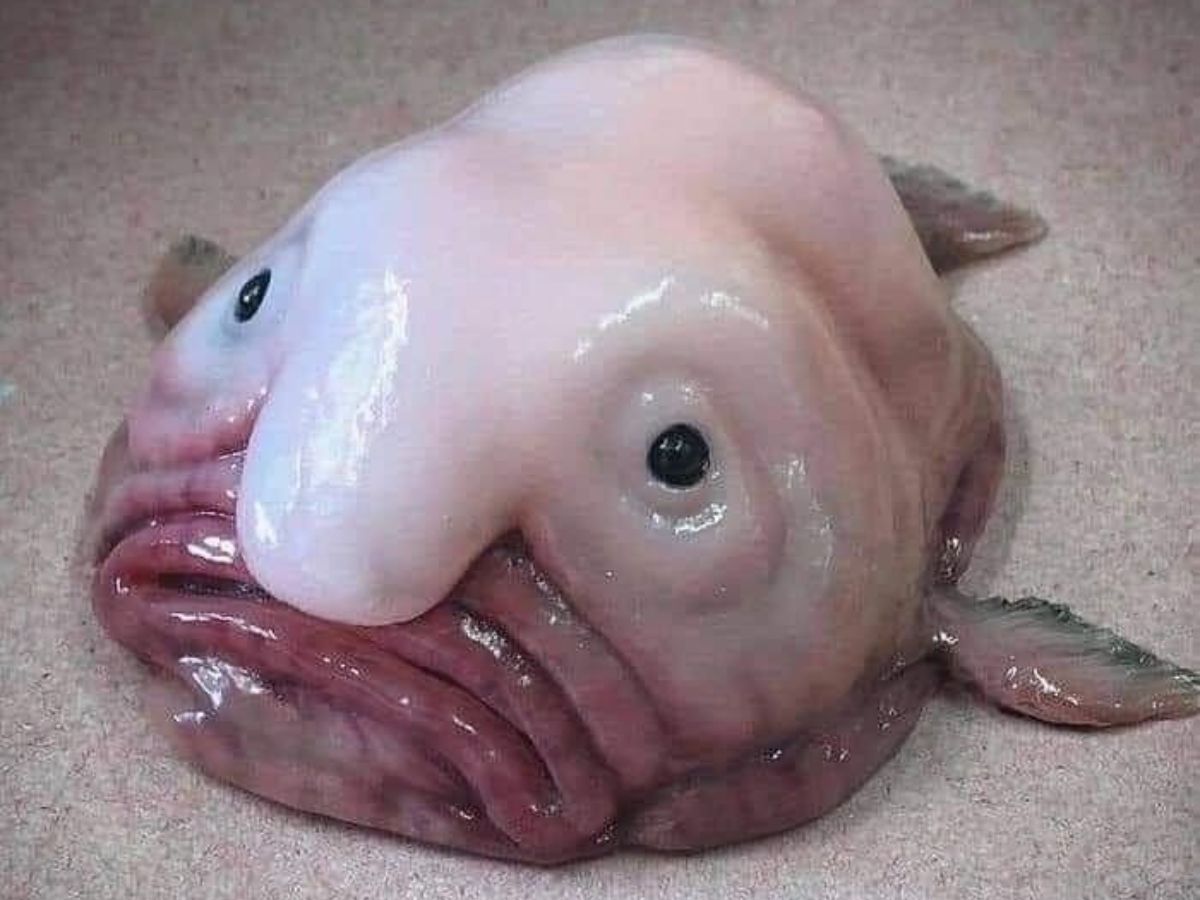 Strange Sea Creatures