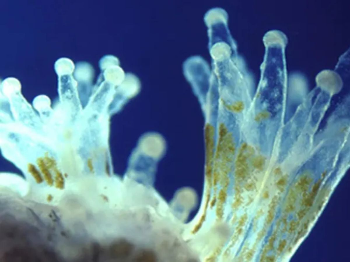 Coral Polyps & Zooxanthellae