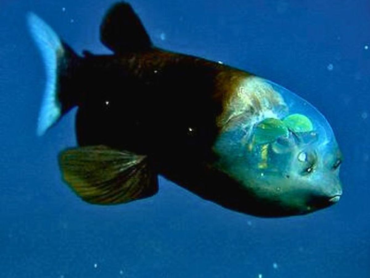 Strange Sea Creatures