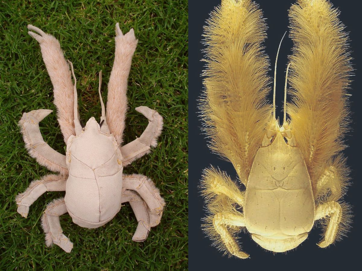 Strange Sea Creatures