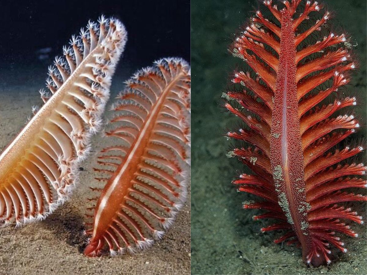 Strange Sea Creatures