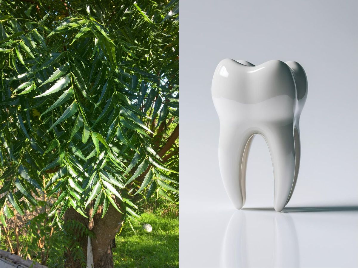 Neem Sticks as a Natural Toothbrush