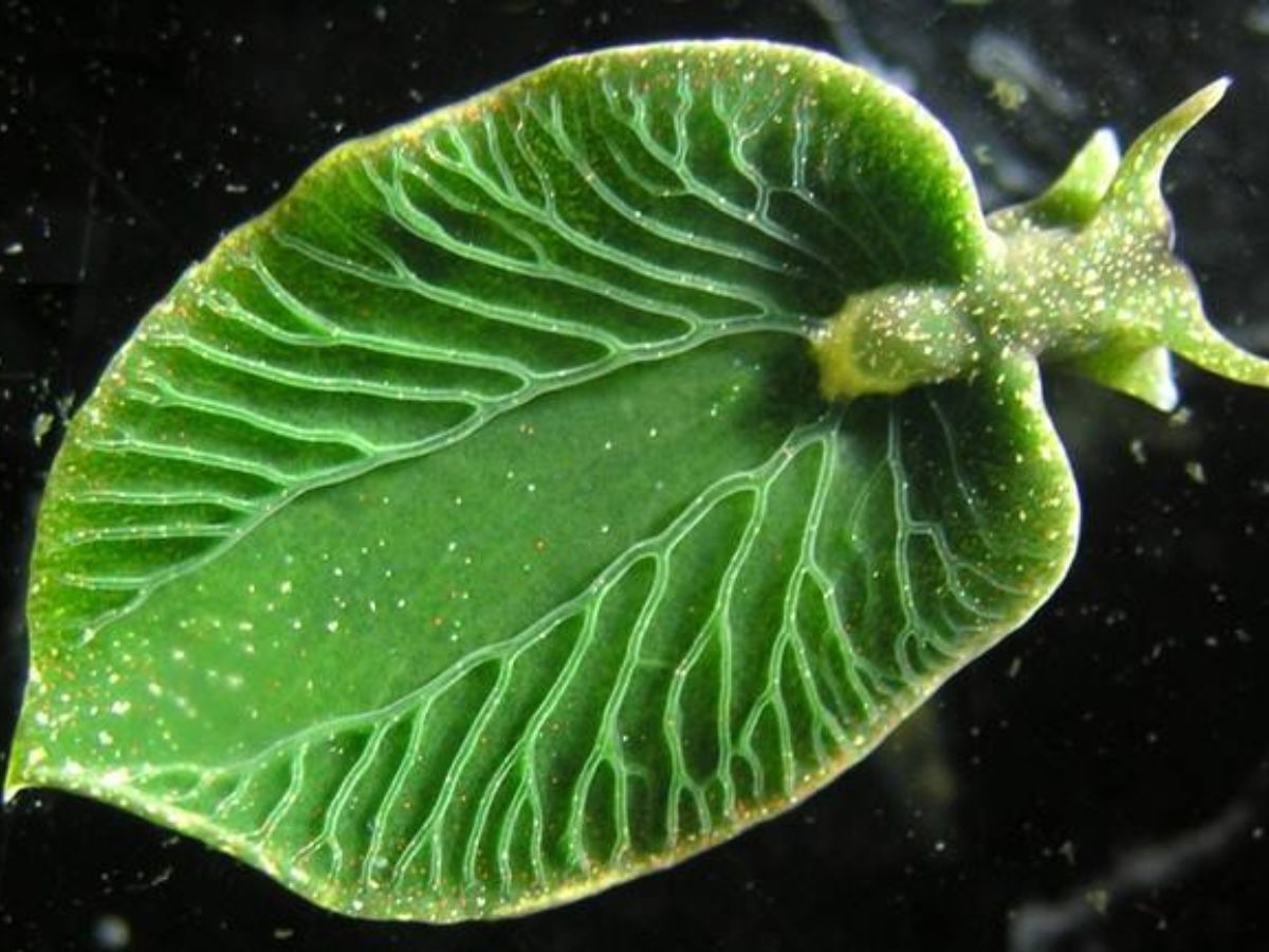 Sea Slugs (Elysia chlorotica)