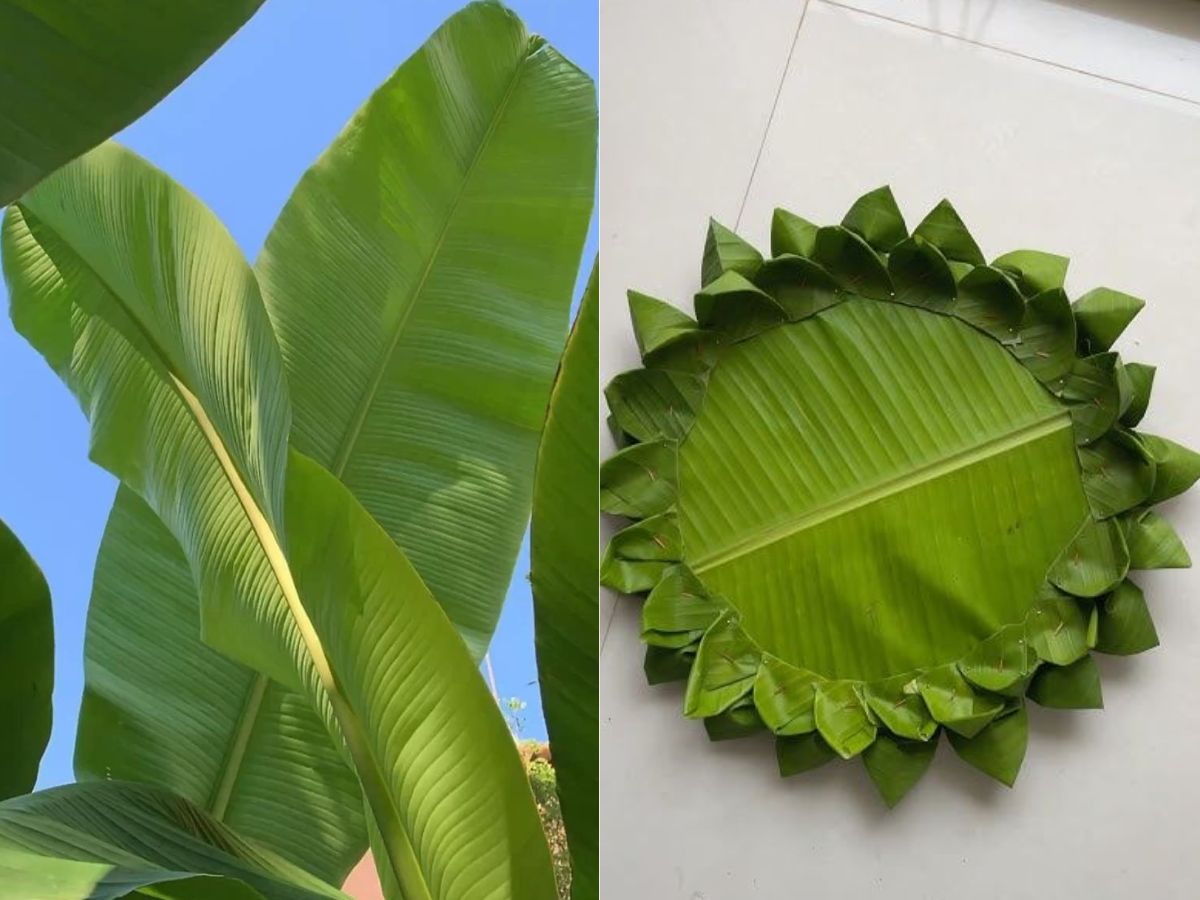 Banana leaf plates