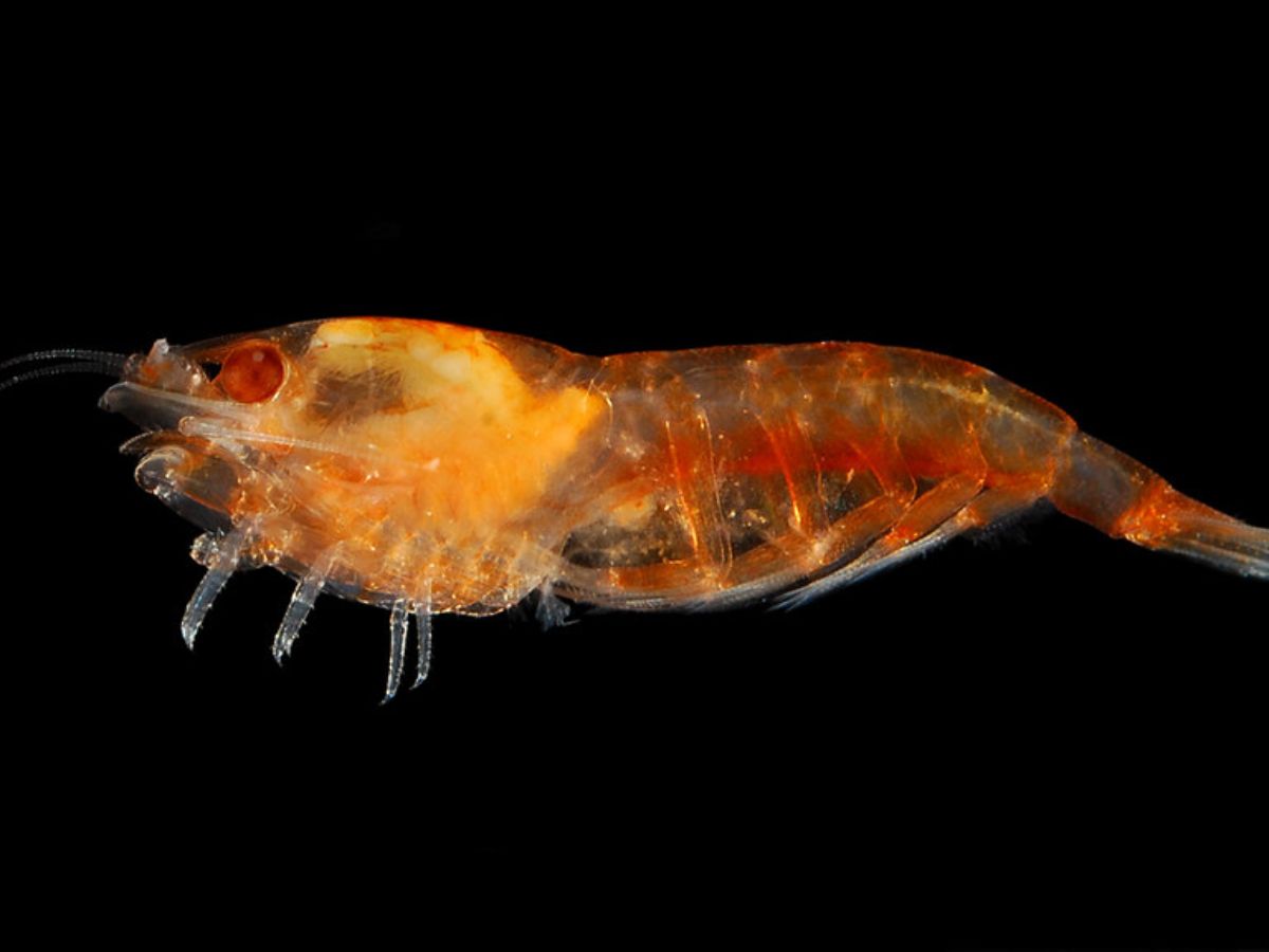 Sponge-Dwelling Shrimp