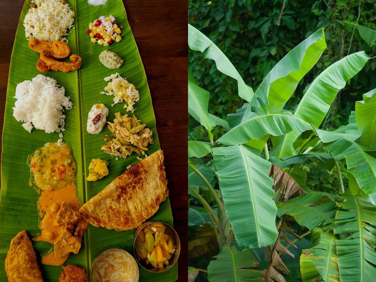 Banana leaf plates