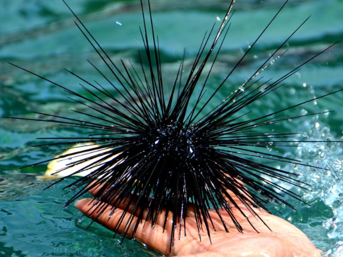 Sea Urchins (Indirect Farming)