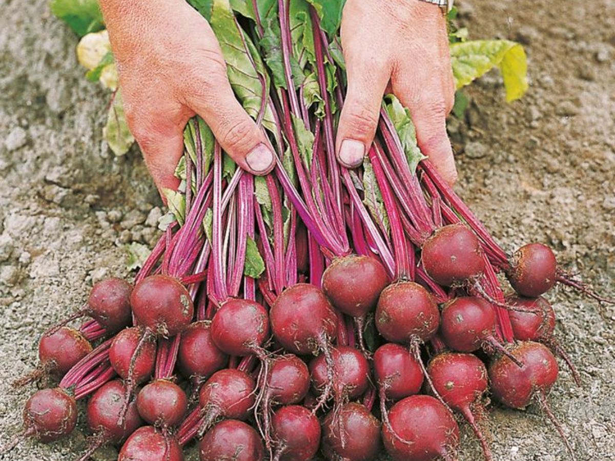 Raw Beetroot: Low in Calories