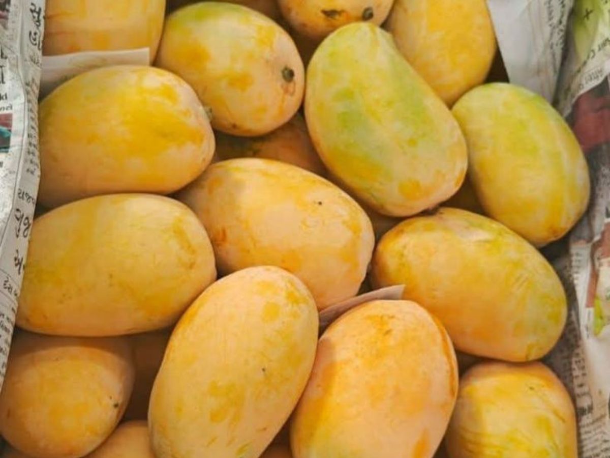 Bhagalpuri jardalu mango