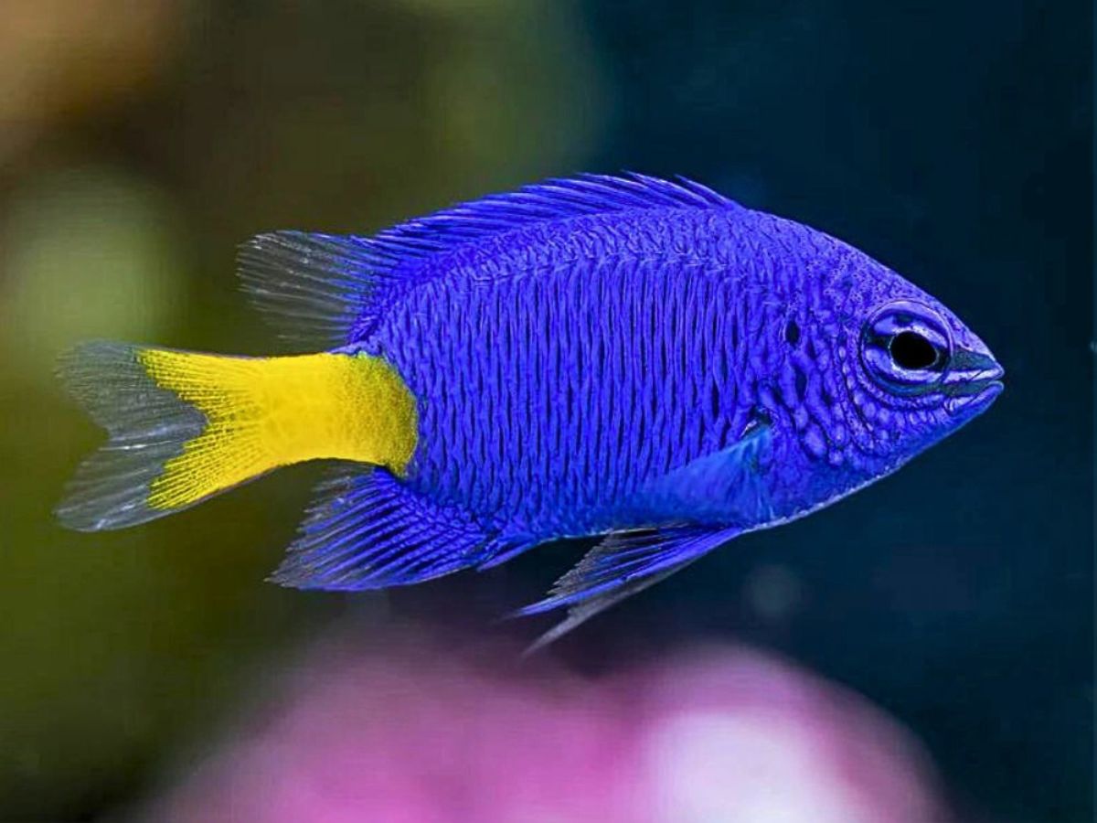 Damselfish