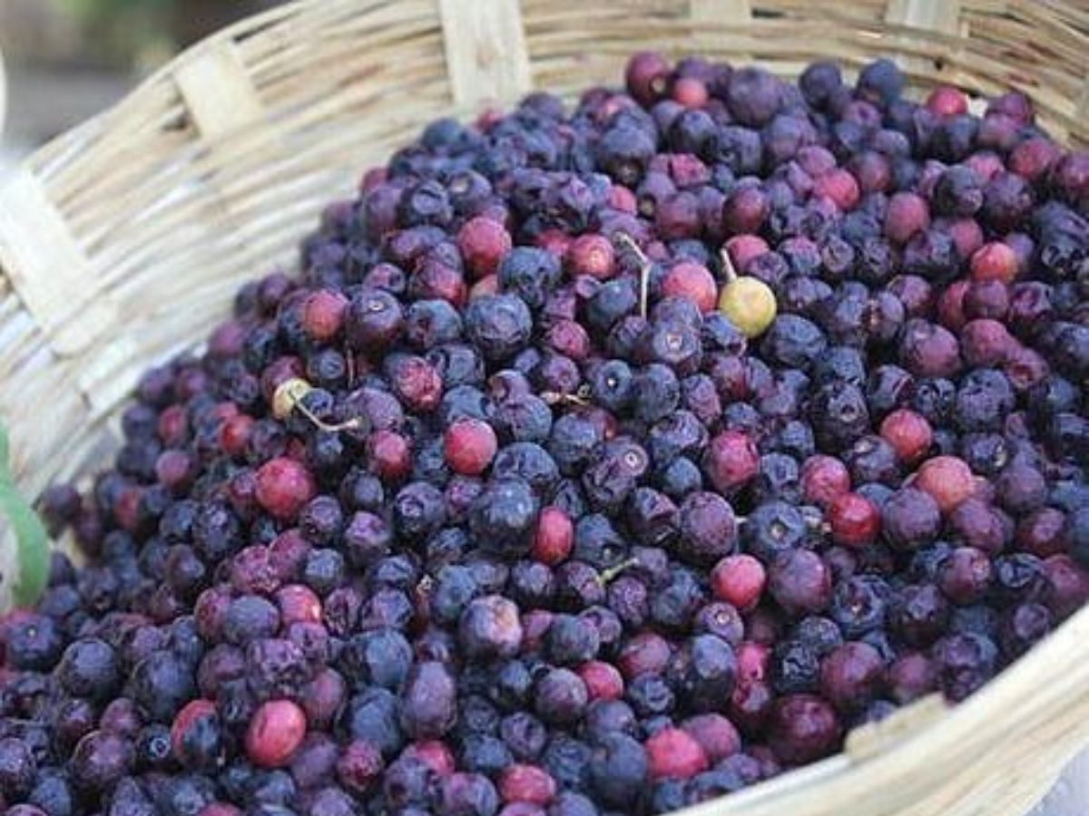 Phalsa (Indian Sherbet Berry)