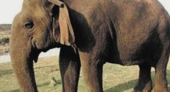 Vatsala, Asia’s Longest-Living Elephant, Dies At Panna Tiger Reserve