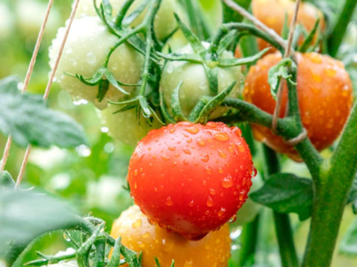 Choose Vegetables that can Handle Rain