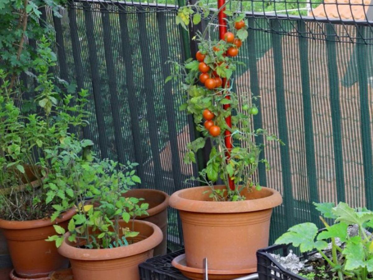 Watch for Pests & Fungal Infections