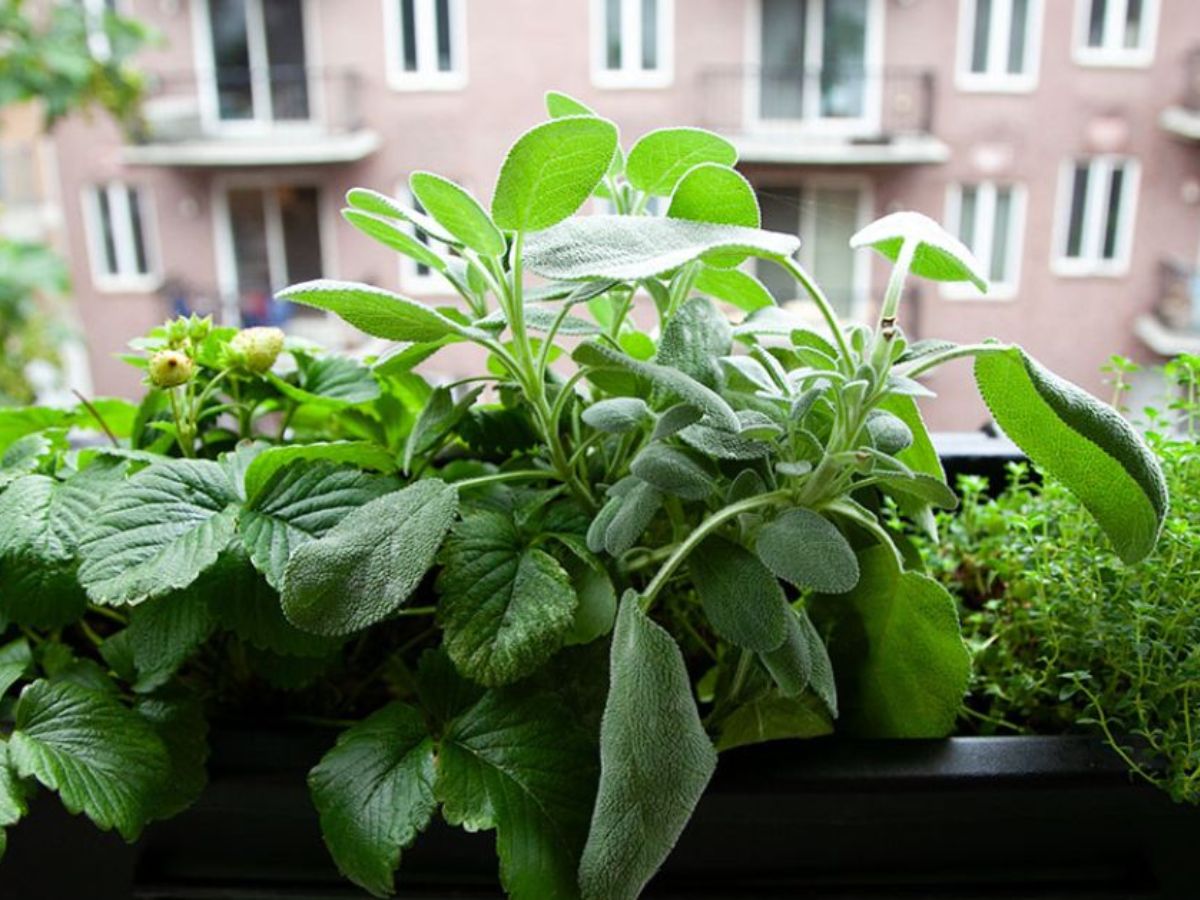Raised Beds Have Greater Drainage