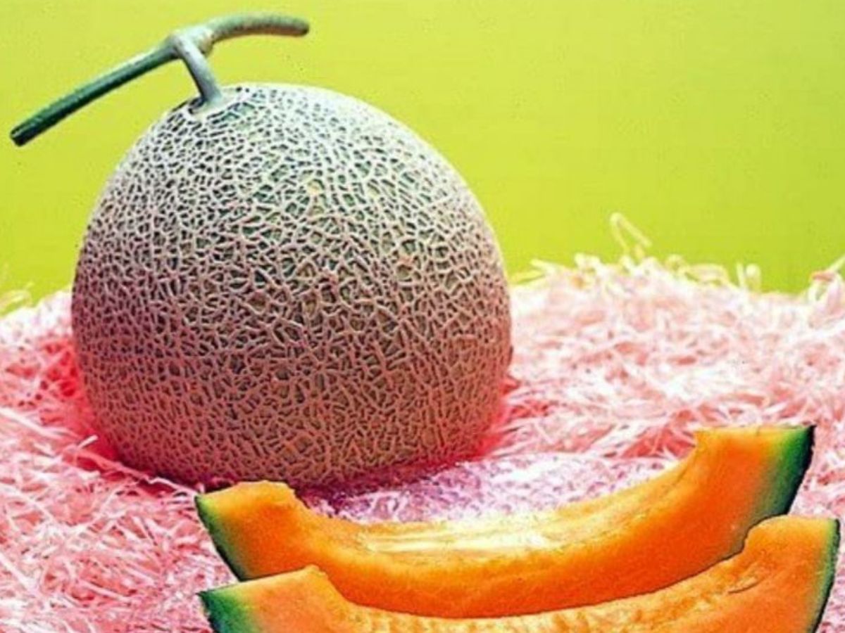Yubari King Melons (Japan)