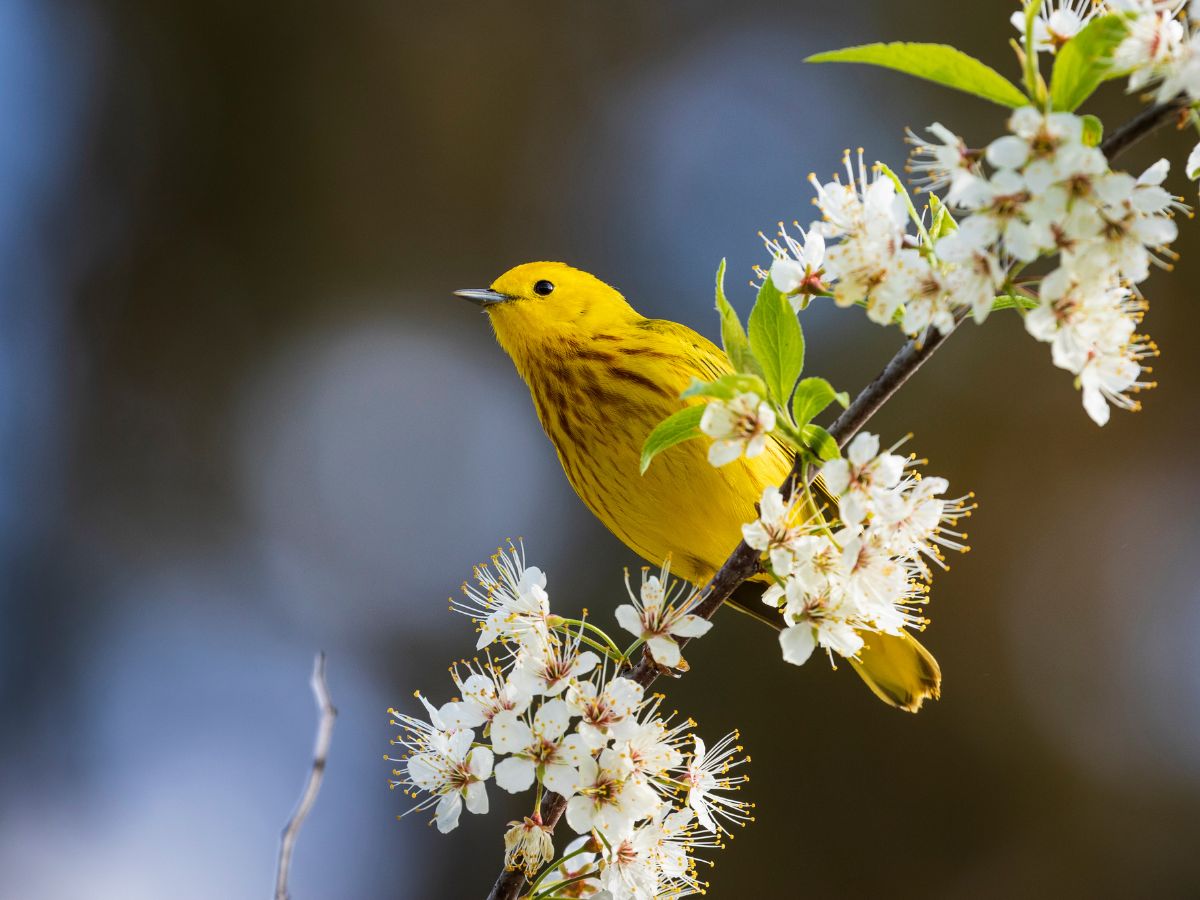 Yellow Warbler