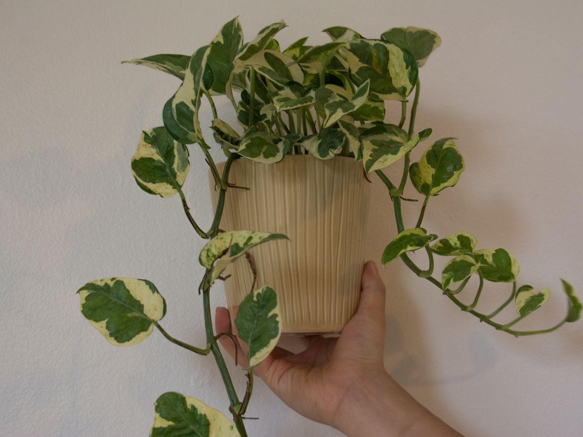 MiG-21: The Jet with the Ear-Piercing Roar