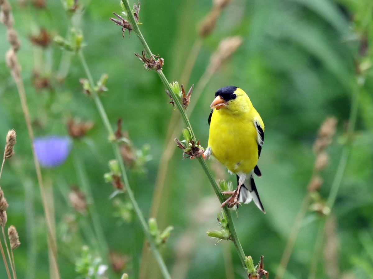 American Goldfinch